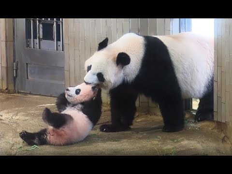 パンダのシャンシャン、誕生から１歳までの記録 - YouTube