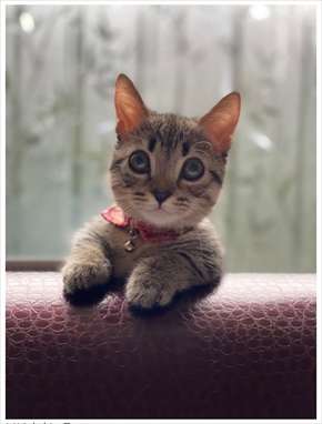 猫好き男性有名人！