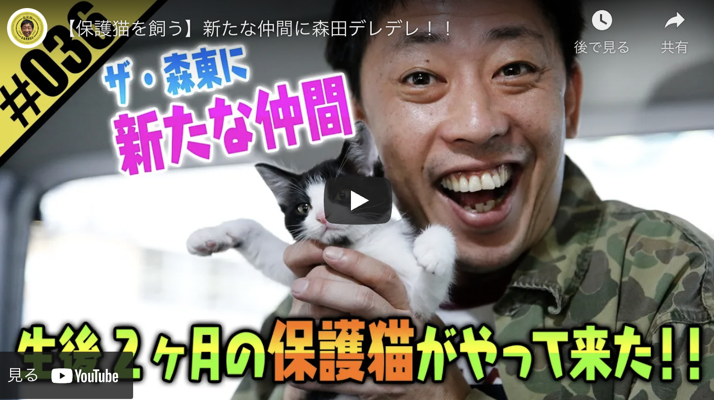 さらば青春の光・森田、生後3か月の保護猫を迎え入れデレデレ「美人な猫ちゃん！」の声