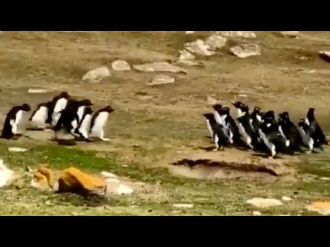 ペンギンの群れ同士すれ違う瞬間がかわいい - YouTube