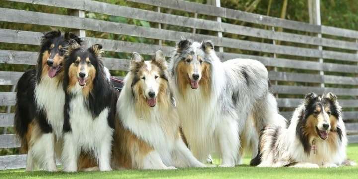 愛犬10頭との田園暮らし、新しい隣人から「うるさい」とクレーム…防音対策しないとダメ?