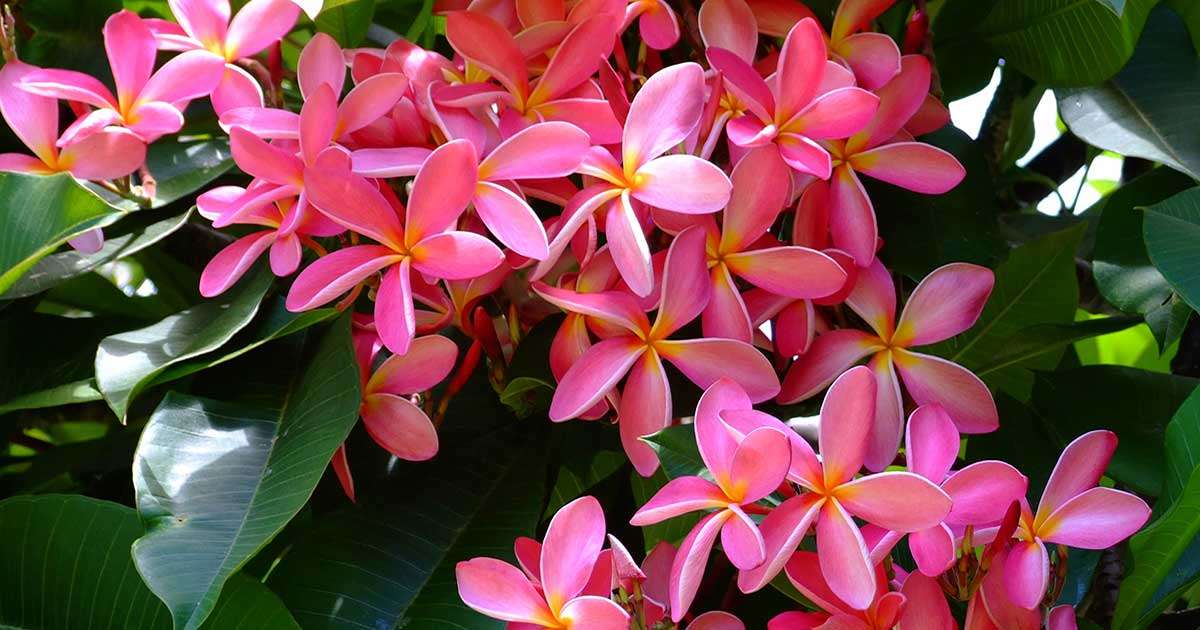 モアナルアガーデン（日立の樹／この木なんの木） | ハワイ123ドットコム