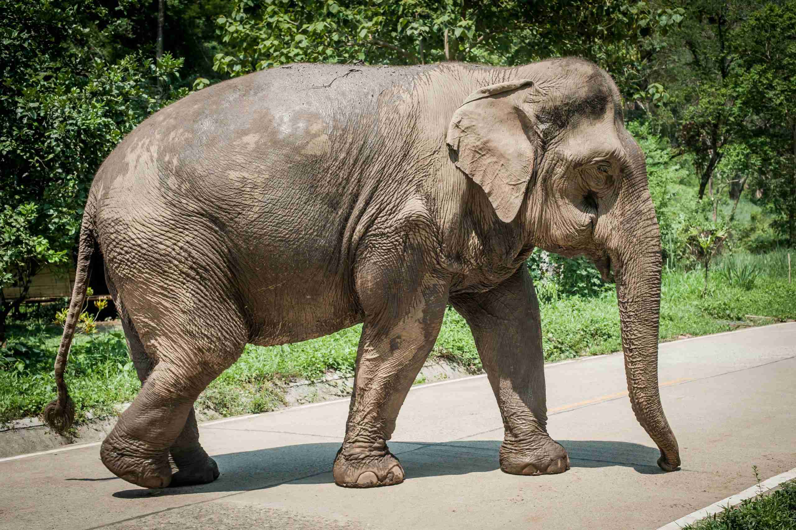 タイのゾウは日本のクマより強烈　食料ほしさに壁を壊して民家に侵入 – ニュースサイトしらべぇ