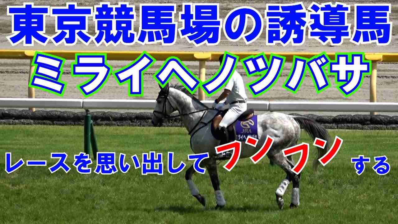 2021 レースを思い出す誘導馬 ミライヘノツバサ 現地映像 - YouTube