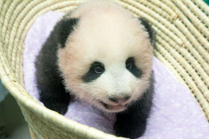 「赤ちゃんパンダのレンタル料は7000万円」はフェイクニュース　上野動物園も困惑 | デイリー新潮