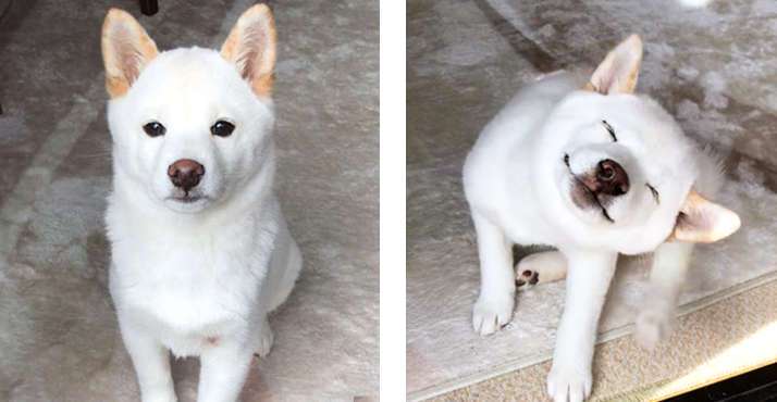 柴犬「公園に行けると思った」 注射後の表情に、笑いがこみ上げる