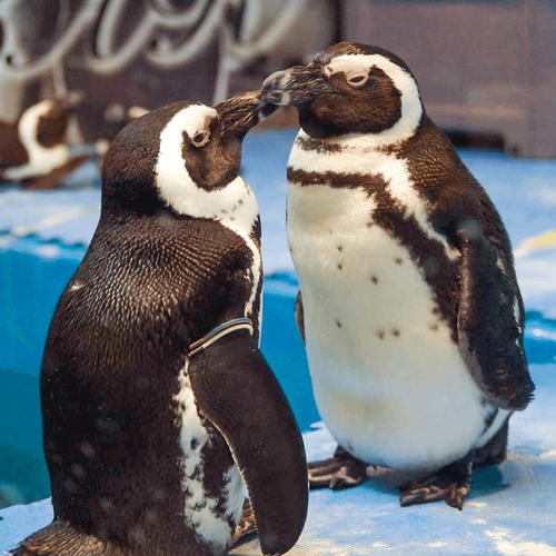 ペンギン助かった 池袋 ペンギンbar 火災発生も8羽無事避難 ガールズちゃんねる Girls Channel