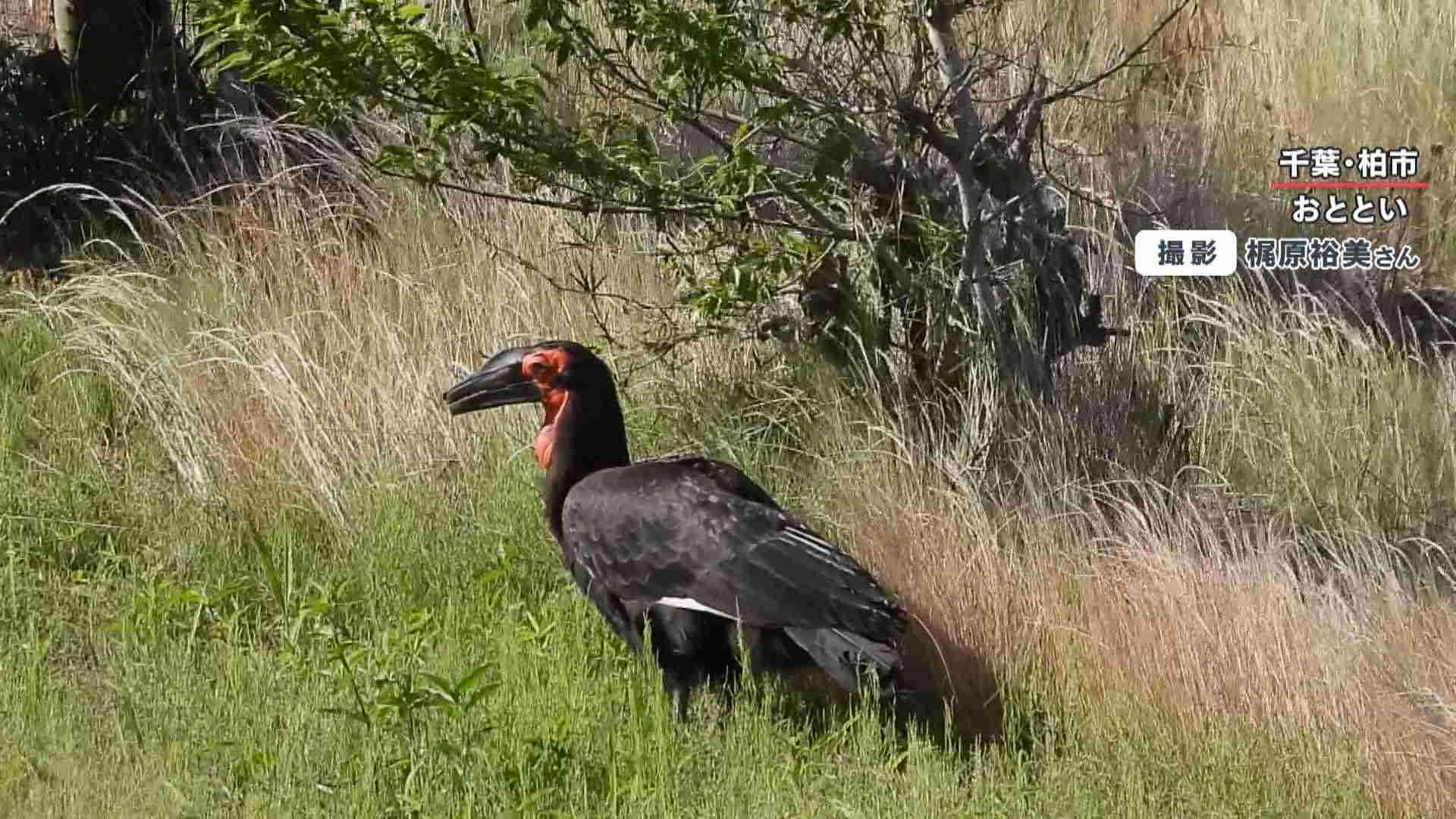 【閲覧注意】ヘビやカエルを丸のみ…“謎の巨大鳥”目撃相次ぐ アフリカの絶滅危惧種がなぜ千葉県に？