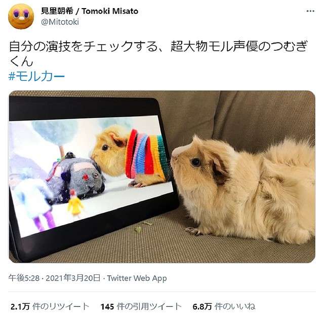 癒しのモフモフ！「PUI PUI モルカー」劇場版の予告編が公開