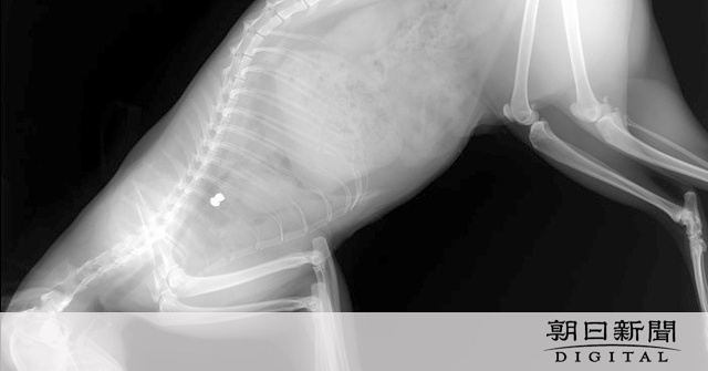 空気銃で猫を撃って死なせた疑い　男を逮捕　千葉県警：朝日新聞デジタル
