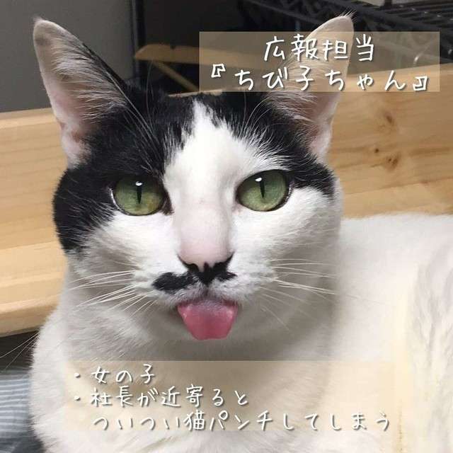 佐々木蔵之介実家の酒造の変わった社員 若手社員は全員「にゃんの部下」 - ライブドアニュース