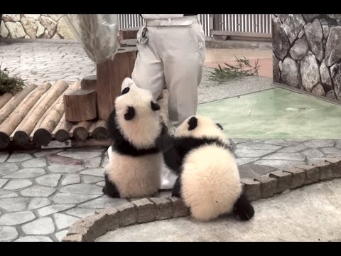 【あそんで～ッ♪】パンダの桜浜＆桃浜☆お掃除おじゃま虫♪　Giant panda baby -Ouhin&Touhin- - YouTube