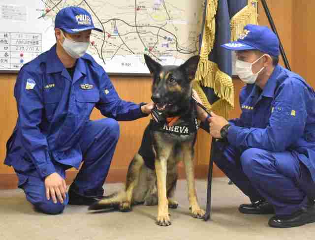 復帰後にお手柄続き　警察犬クレバ号が不明男性発見に貢献｜総合｜神戸新聞NEXT