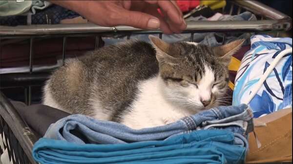 子猫殺し食べた日本人に罰金　トルコで...国外退去処分へ