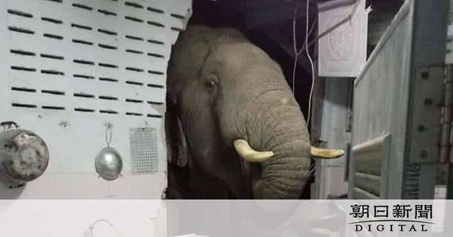 「毎日来る」腹ぺこ野生ゾウ　壁壊し台所あさる姿が話題：朝日新聞デジタル
