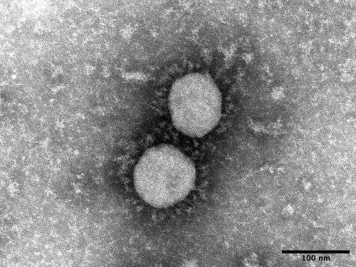 デルタ株、沖縄で新たに2例確認　県外で感染か（6月25日午後） - 琉球新報デジタル｜沖縄のニュース速報・情報サイト