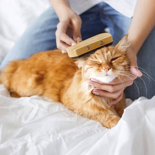 おすすめの猫のブラシが知りたい
