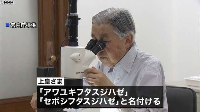 上皇さま２種の新種ハゼ発見　英語論文発表（日本テレビ系（NNN）） - Yahoo!ニュース