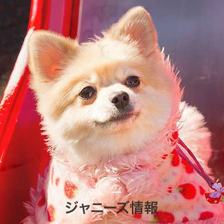 パーナ、俺足族、ジャス民…あなたはどれ？知られざる「ジャニヲタ用語」（2） – アサジョ