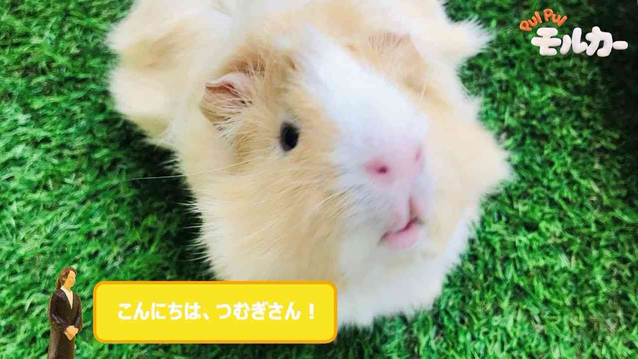 『PUI PUI モルカー』Blu-ray＆DVD発売記念　大人気モル声優つむぎさんコメント - YouTube