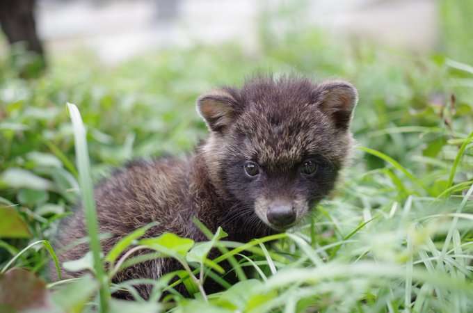 クマではなく「犬」　福島に出没した“謎の生き物”、無事に飼い主のもとへ　安堵の表情うかべる