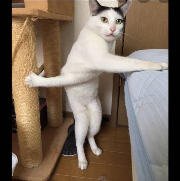 フォルダに保存してある画像で絶対に笑ってはいけないガルちゃん・2