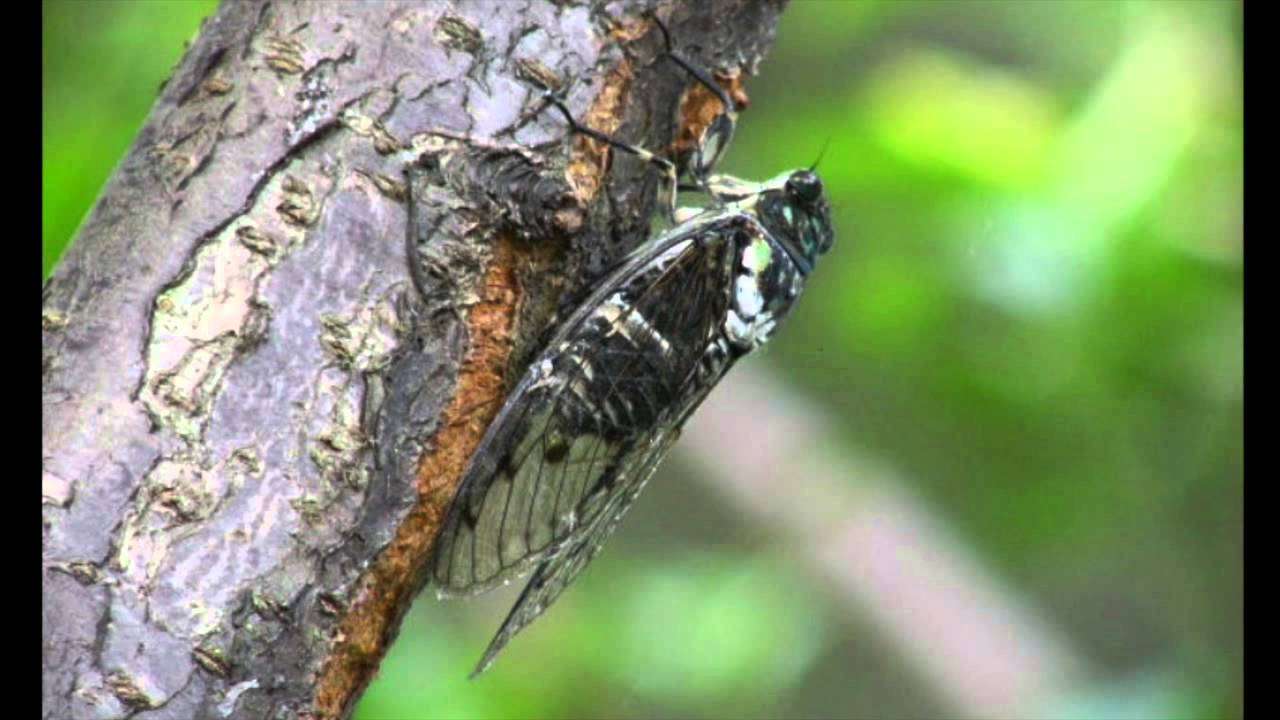 ツクツクボウシ 鳴き声　2015.9 - YouTube