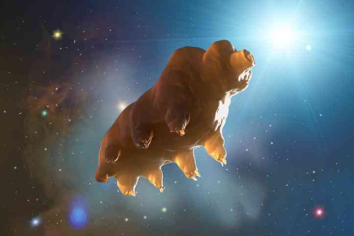 5000匹のクマムシとダンゴイカが人類の為、宇宙へと旅立っていった（NASA） : カラパイア