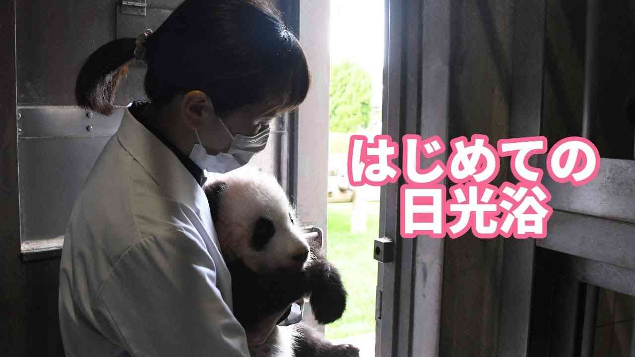 【パンダの赤ちゃん（楓浜）】初めての日光浴の様子は…？ - YouTube