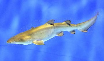 シロワニ繁殖に成功　茨城県大洗水族館　国内初（茨城新聞クロスアイ） - Yahoo!ニュース