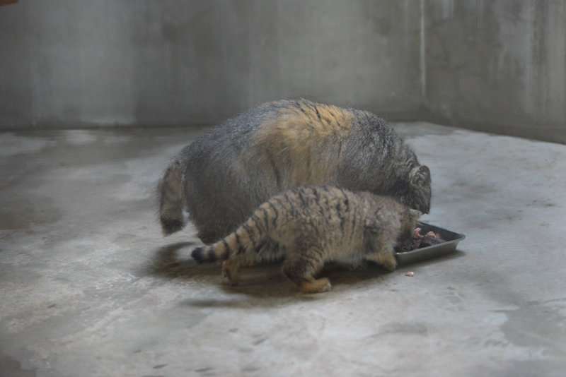 上野動物園に双子のマヌルネコが誕生　興味深そうに見つめる生後2ヵ月の愛らしい姿公開