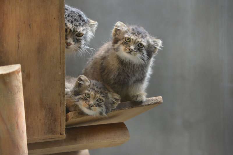上野動物園に双子のマヌルネコが誕生　興味深そうに見つめる生後2ヵ月の愛らしい姿公開