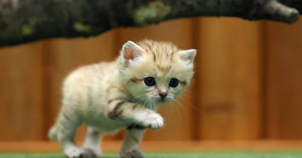 動物園の動物を貼るトピ ガールズちゃんねる Girls Channel