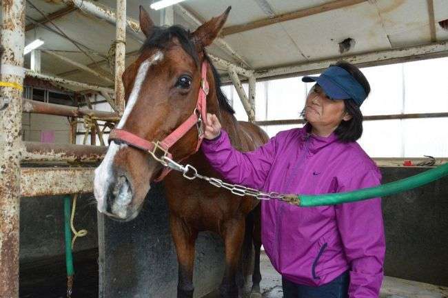 Ｇ１で４勝トウカイテイオー最後の産駒　７歳「キセキノテイオー」競走馬デビュー目指す　新冠生まれ「しなやかな筋肉は父親譲り」：北海道新聞 どうしん電子版
