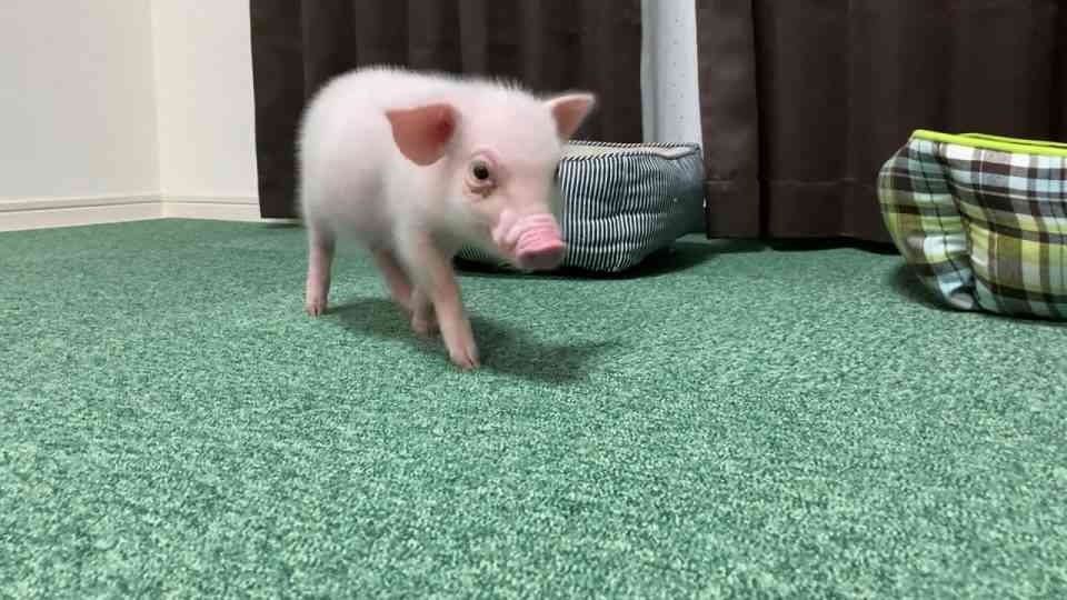 YouTubeの「100日後に食われるブタ」が話題 ひろゆきも大絶賛「伸びます」「賭けてもいい」 | YouTubeニュース | ユーチュラ