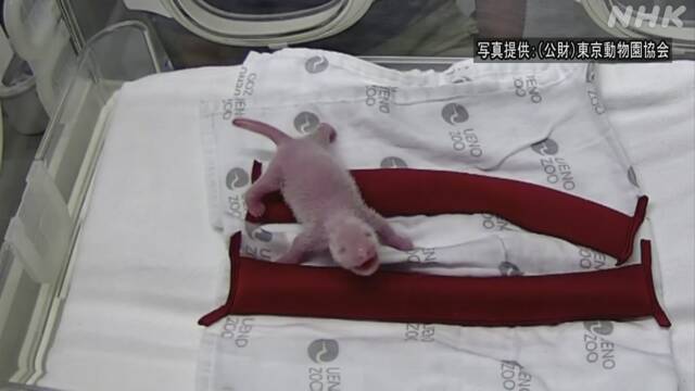 双子の赤ちゃんパンダ 健康状態は良好 映像を公開 上野動物園 | NHKニュース