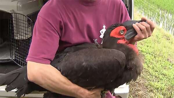 【NEW】ついに捕獲に成功!　千葉の“巨大鳥”