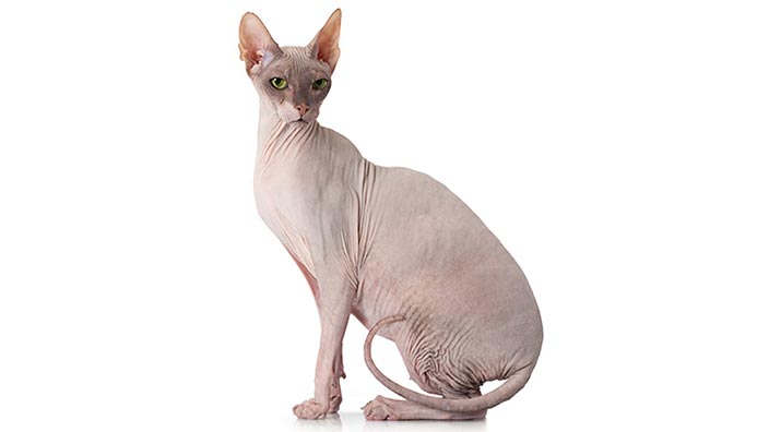 猫アレルギーと猫の共存方法