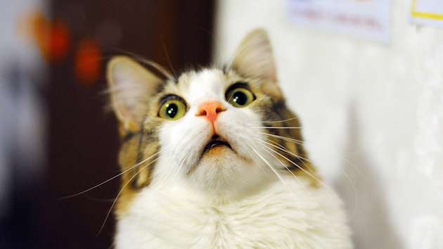 【朗報】人間が猫アレルギーにならない「猫用ワクチン」が完成！！