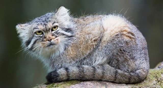 上野動物園に双子のマヌルネコが誕生　興味深そうに見つめる生後2ヵ月の愛らしい姿公開