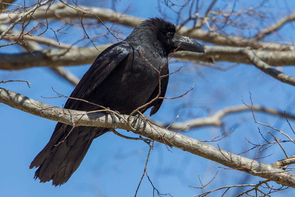 カラスの威嚇攻撃のシーズン真っただ中 不意の突撃を食らわない簡単な方法とは ガールズちゃんねる Girls Channel