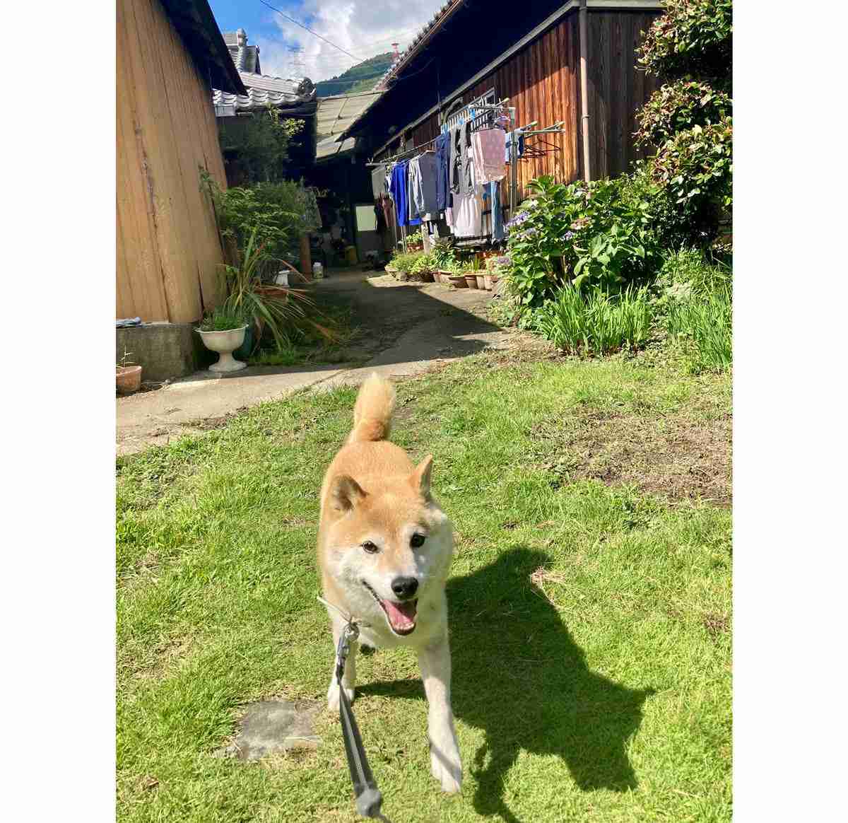 「影まで可愛い」元気あふれまくりの柴犬が話題に! - 「すごい躍動感!」「影がちゃんと柴犬」