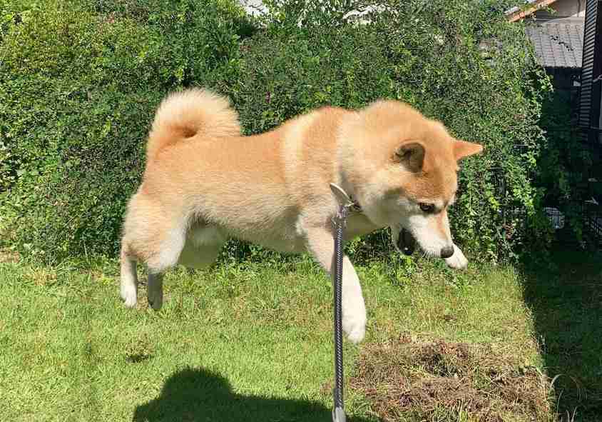 【ナイスショット!】「影まで可愛い」元気あふれまくりの柴犬が話題に! - 「すごい躍動感!」「影がちゃんと柴犬」 | マイナビニュース