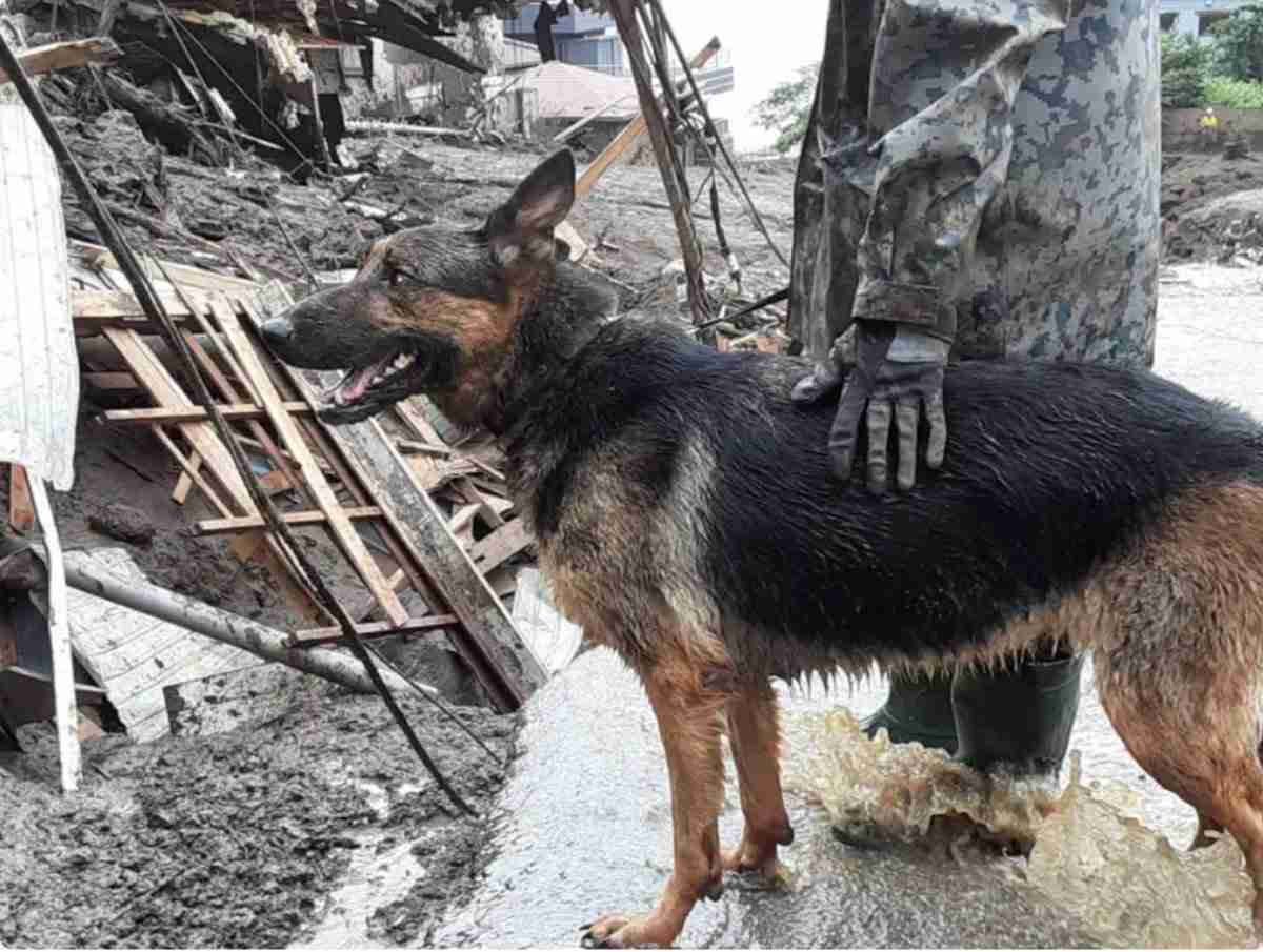 色んな警察犬、救助犬が見たい！