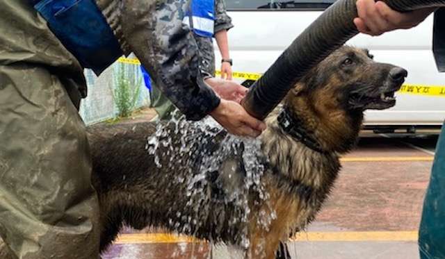 色んな警察犬、救助犬が見たい！