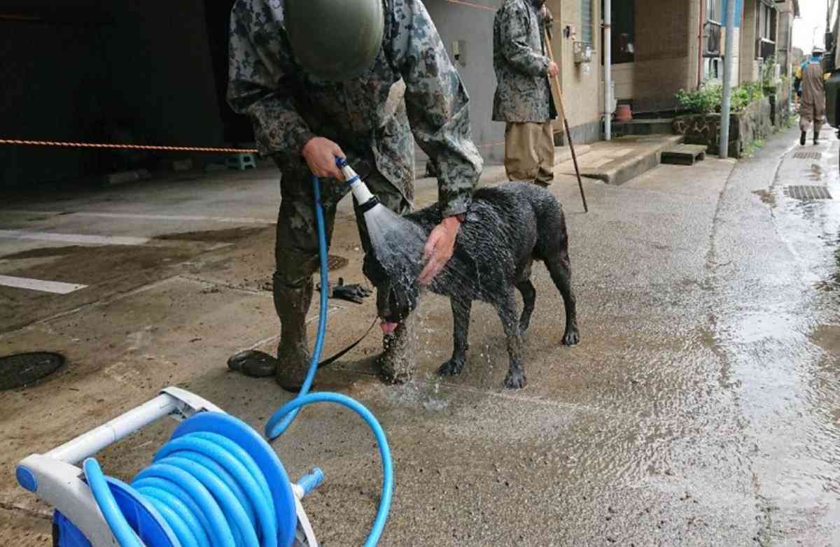 色んな警察犬、救助犬が見たい！