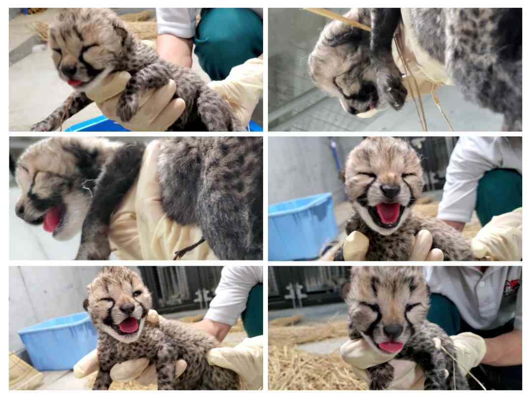 千葉市でチーターの赤ちゃんが一挙に6頭誕生　中には踏まれてしまう子供も