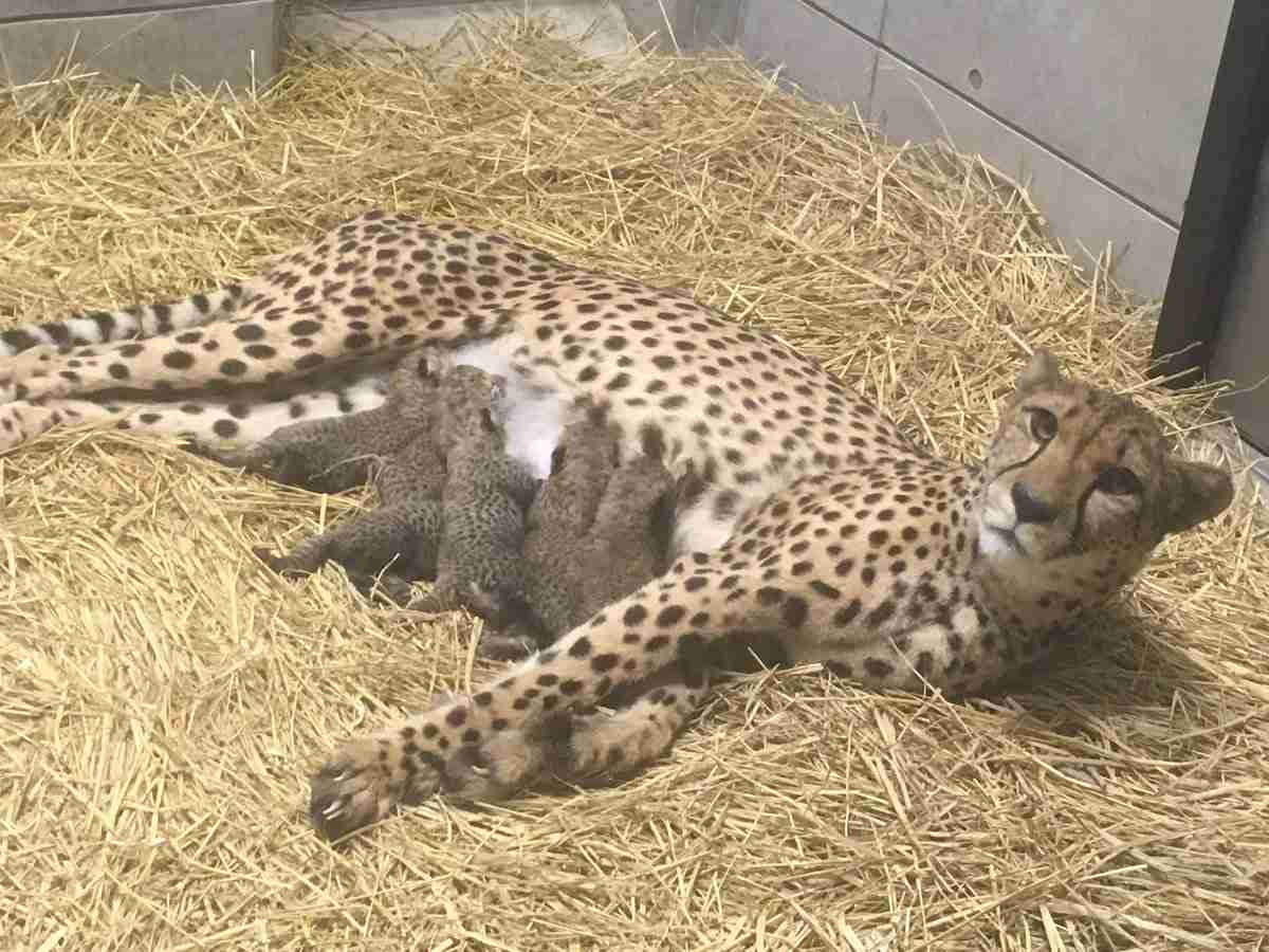 千葉市でチーターの赤ちゃんが一挙に6頭誕生　中には踏まれてしまう子供も