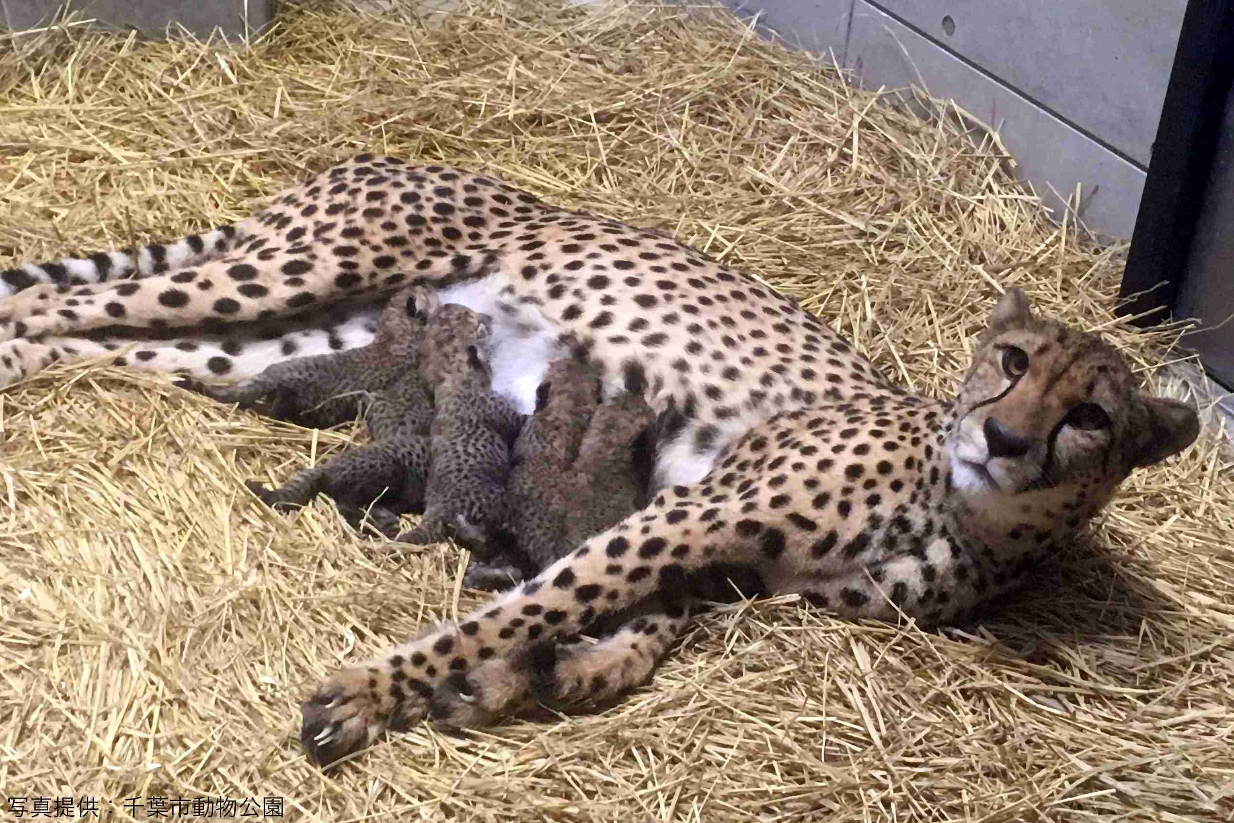 千葉市でチーターの赤ちゃんが一挙に6頭誕生　中には踏まれてしまう子供も – ニュースサイトしらべぇ