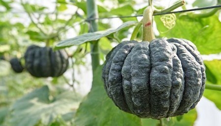 野菜の情報共有をしたい